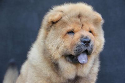 Chow chow